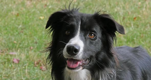 Border Collie Dog on Grass, Portrait of male, Real Time 4K