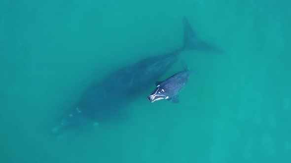 Aerial - top-down view of Southern Right whale calf as it comes up to surface for a breath, swimming