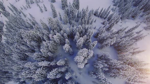 Overhead Drone Angle On Forest Tree Canopy Covered With Fresh Powder Snow alt