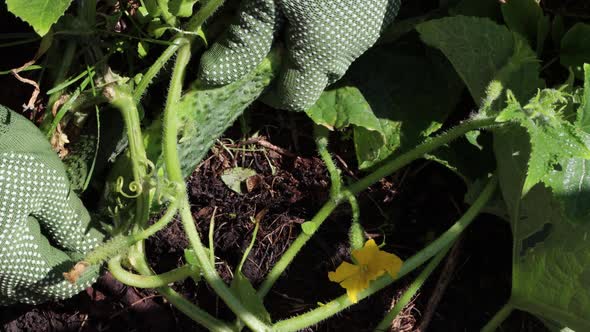 Picking Cucumbers. Close-up.