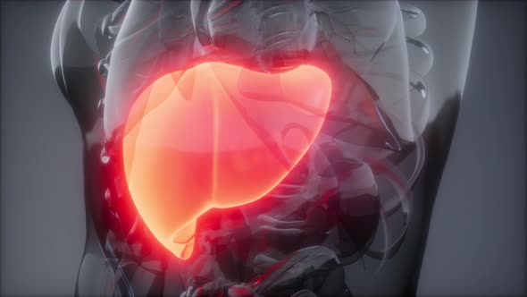 Human Liver Radiology Exam alt