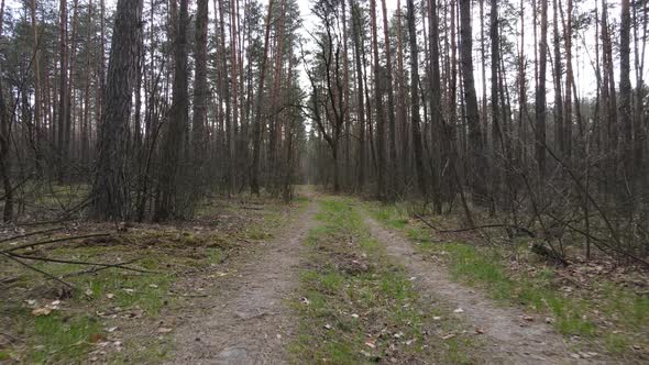 Aerial View of the Road Inside the Forest