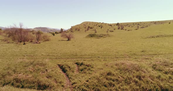 Flight Over Wild Horses Herd on Mountain Meadow