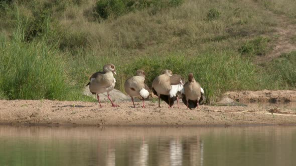 Egyptian goose (Alopochen aegyptiaca) four together preening feathers on lake side bank.