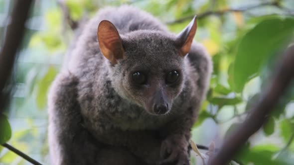 Greater Bushbaby Galago Sits on Green Branch in the Day Forest Zanzibar Africa