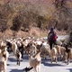 Shepherd walking on the road with their sheep - VideoHive Item for Sale