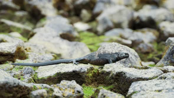 Single Galapagos Marine Iguana Walking Over Rocks In Santa Cruz. Tracking Shot