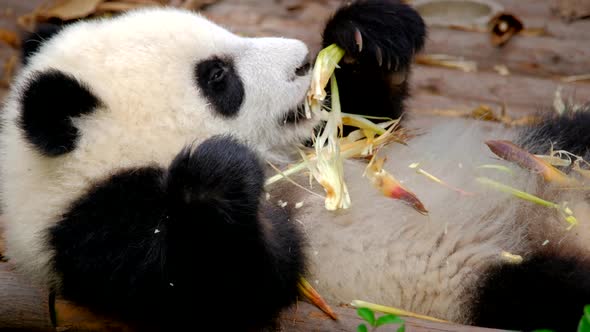 Giant Panda Bear Eating Bamboo