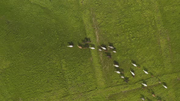Aerial Drone Footage of Running Horses in a Field