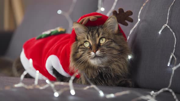 Close Up Portrait of a Tabby Fluffy Cat Dressed As Santa Claus Lies on a Background of Christmas