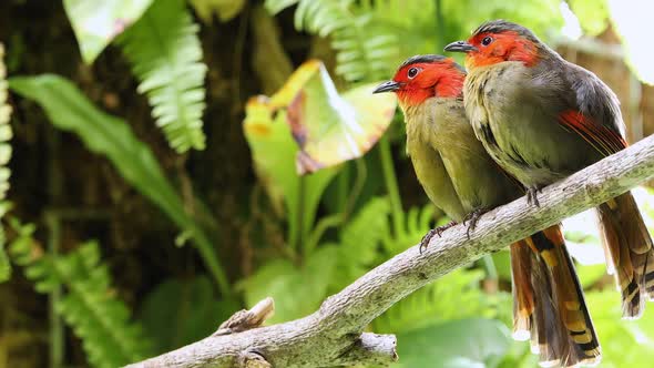 Scarlet-faced liocichla couple sitting in tree grooming and preening