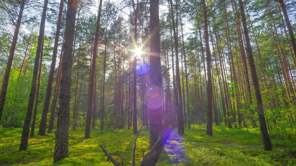 Summer Forest