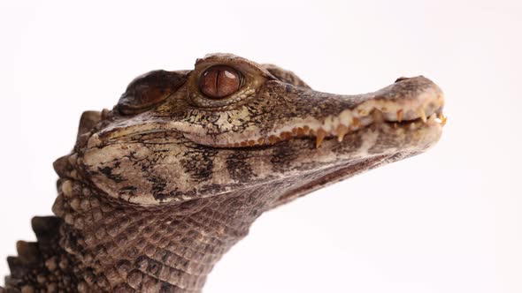 cuviers dwarf caiman breathing low jaw view slomo