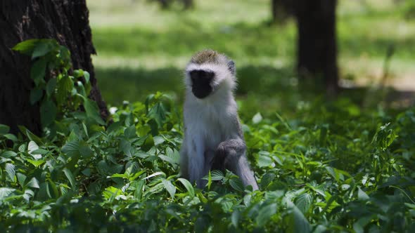 The monkey is resting in the green grass under the bright sun in the hot savannah. African safari