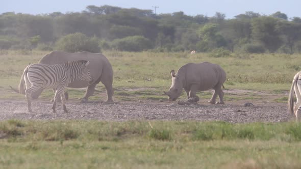 Pan from rhino mother, young and zebras 