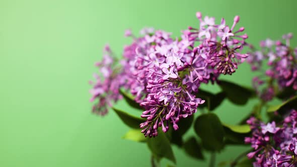 Beautiful Opening Lilac Flowers Bunch on Mint Green Background Time Lapse