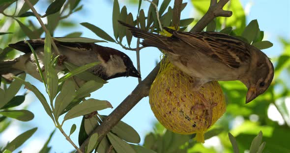 House sparrow eating on a birdfeeder