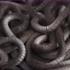 Looping wriggling snakes - VideoHive Item for Sale