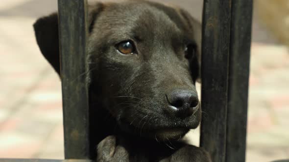Close-up of a cute, cuddly black puppy looking through the bars of the bars