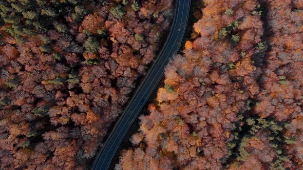 Aerial Drone Rotation Over an Autumn Road With Trees and Cars in Romania