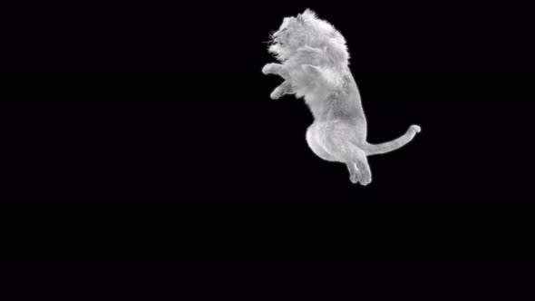 71 White Lion Jumping Down 4K