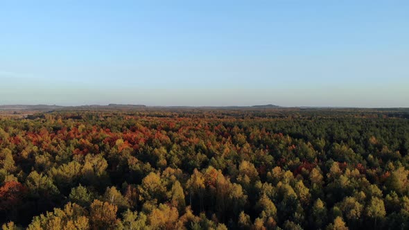 Autumn forest.