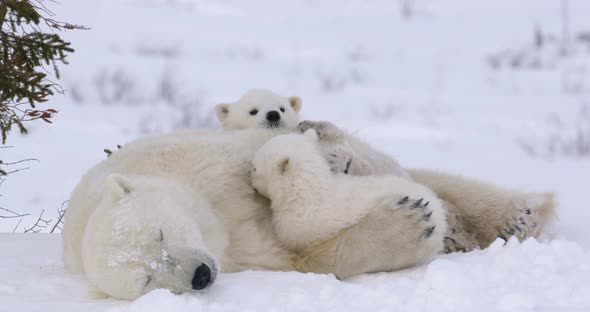 Medium shot, Polar Bear sow sleeps peacefully with one cub in her arms and the other on her back. Cu