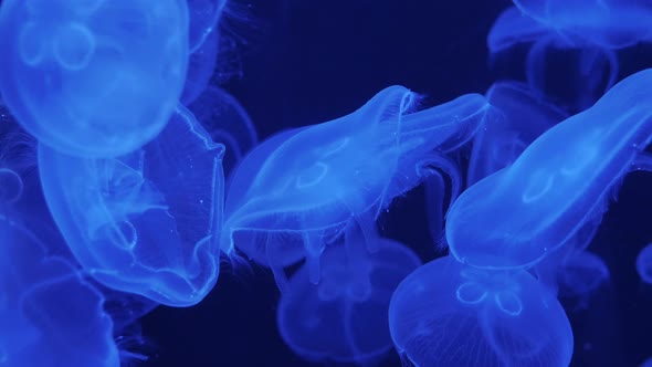 Common Jellyfish Moon or Saucer Sea Jelly Swims
