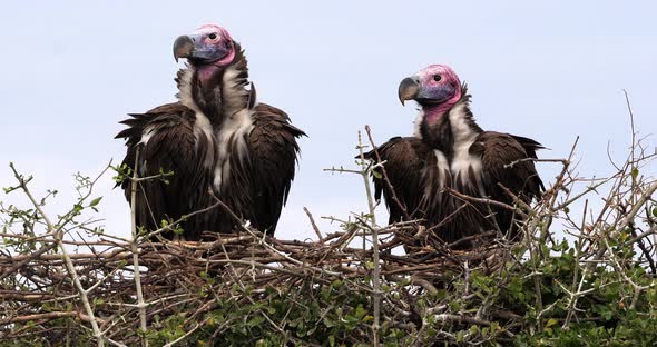 Lappet Faced Vulture, torgos tracheliotus, Pair standing on Nest Masai Mara Park in Kenya