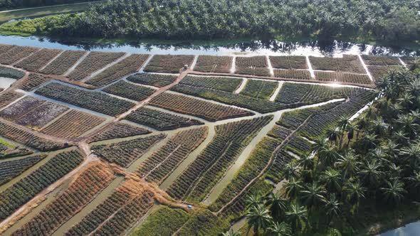 Drone view pineapple farm grow