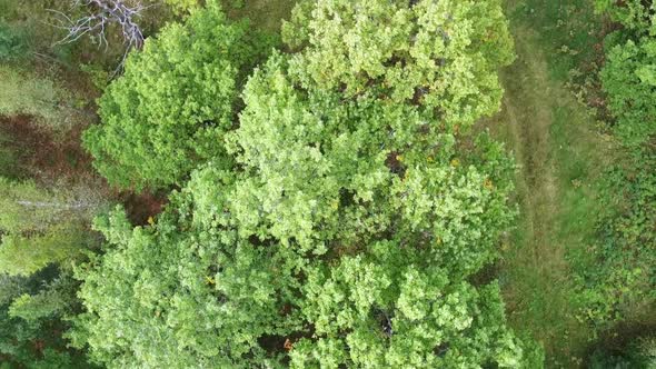 The Forest Rotates in a Circle the Crown of Trees is Viewed From Above From the Quadcopter