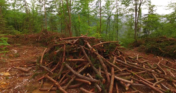 Big Pile of Dried Branches