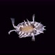 Isopoda Porcellio Laevis Family Porcellionidae is a Cosmopolitan Able to Move Quickly - VideoHive Item for Sale