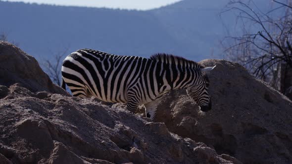 Zebra feeding in sandy african desert climate