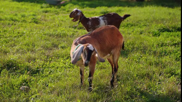 Boer Goats on Green Pasture