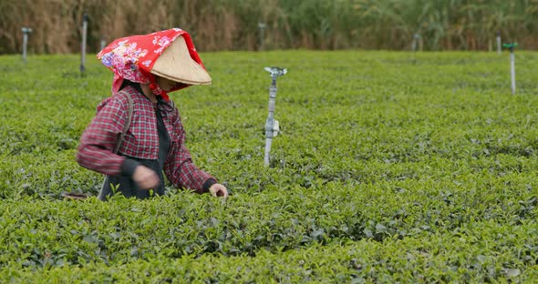 Woman work at the tea farm