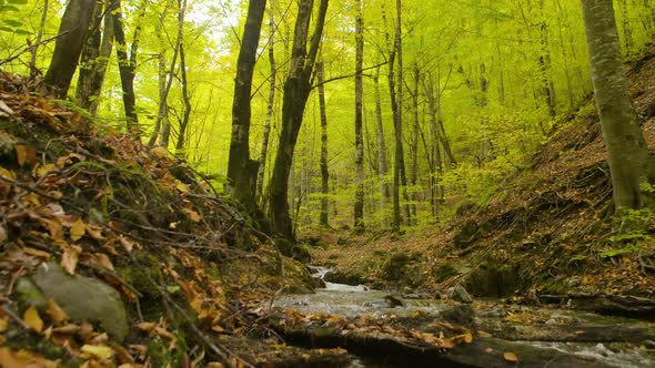 Forest in autumn