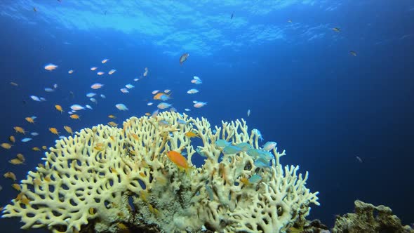 Reef Coral Tropical Garden Blue Orange