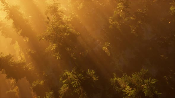 Aerial Sunrays in Forest with Fog