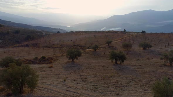 Flight Through an Olive Farm at Sunset