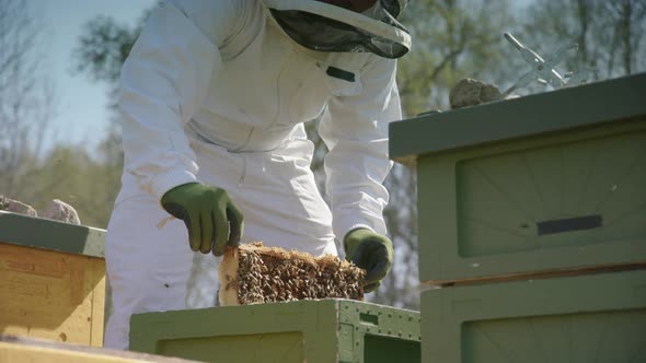BEEKEEPING - Beekeeper res a frame from hive, inspects it, medium shot