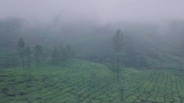 Misty tea plantation scenery in Munnar, Kerala, India. Aerial drone view