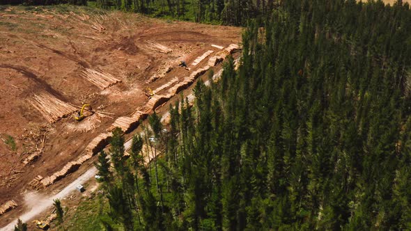 Logging industry impact on pine tree forest, large wood pile storage processing plant, aerial