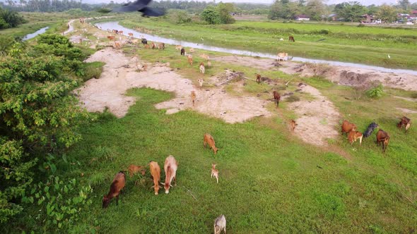 Fly over group of cows walking and grazing grass at field.