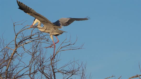 Grey heron, Ardea cinerea, Camargue, France