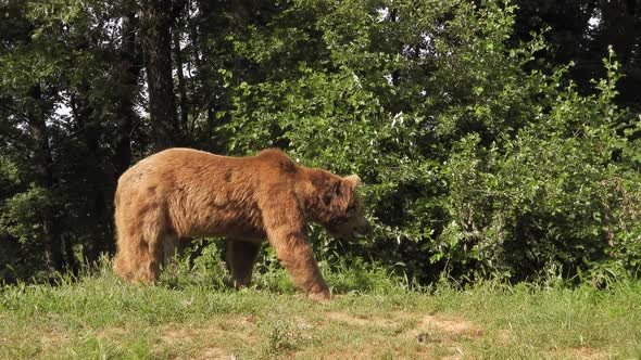 Real Wild Bear In Natural Habitat Among The Trees In The Forest