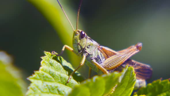 Agricultural Pest Grasshopper or Locust Sitting on Grass