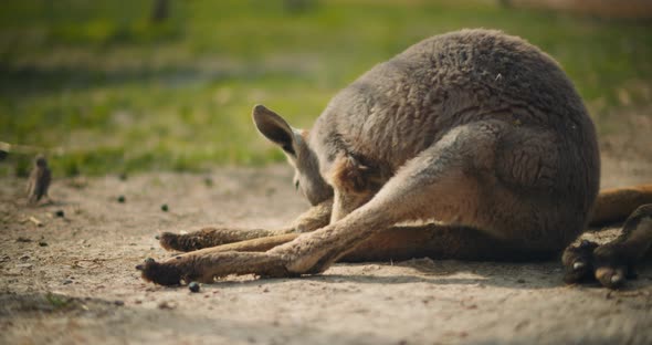 Adult eastern grey kangaroo cleaning itself, slow motion. BMPCC 4K