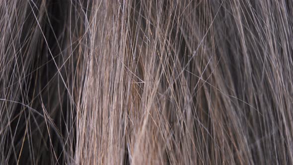 Macro of Woman Hair