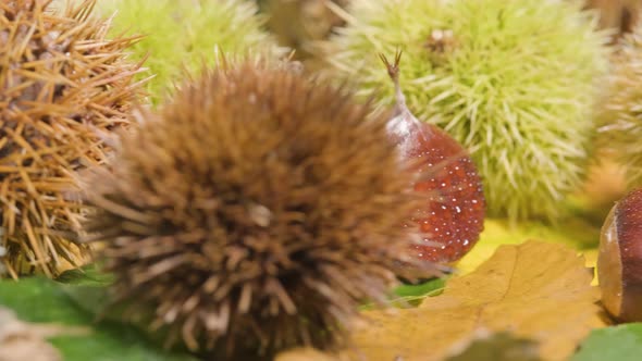Close up rotation Chestnut hedgehog revealing raw fruit with droplets - organic food